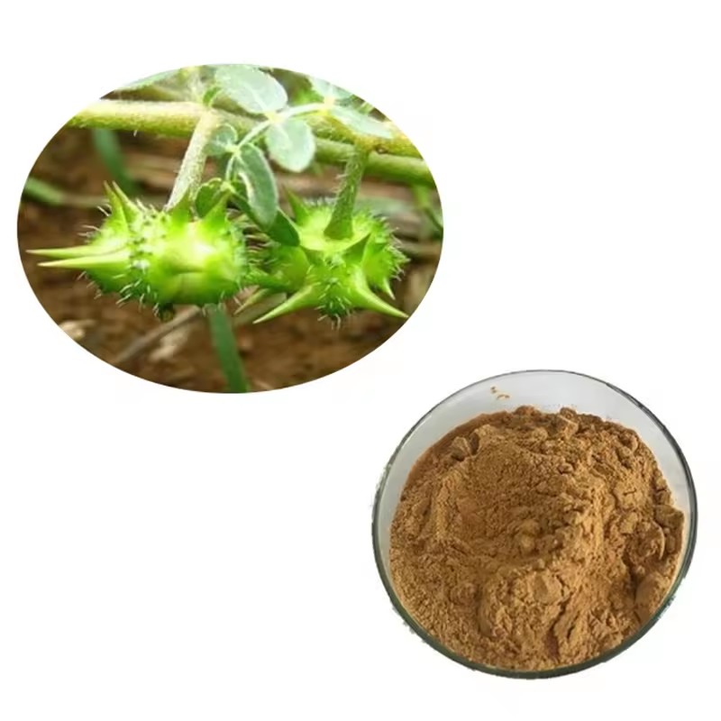 Health Organic Food Additives Tribulus Terrestris Extract CAS 90131-68-3