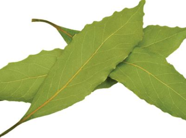 Food additive Essence and fragrance Laurel Leaf