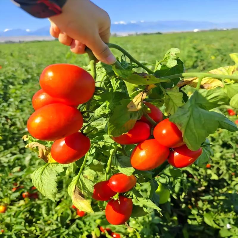Food Additive Food Grade Additive Tomato Paste