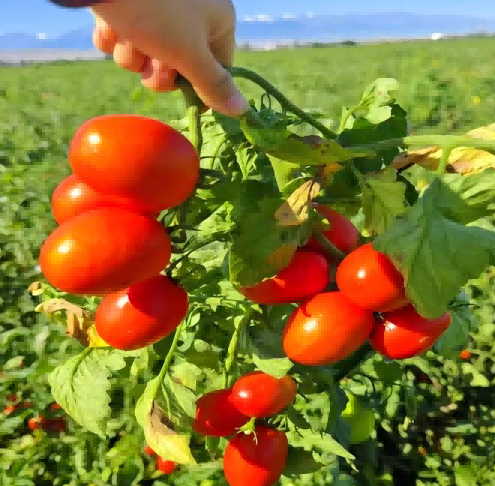  Food Grade Additive Tomato Paste